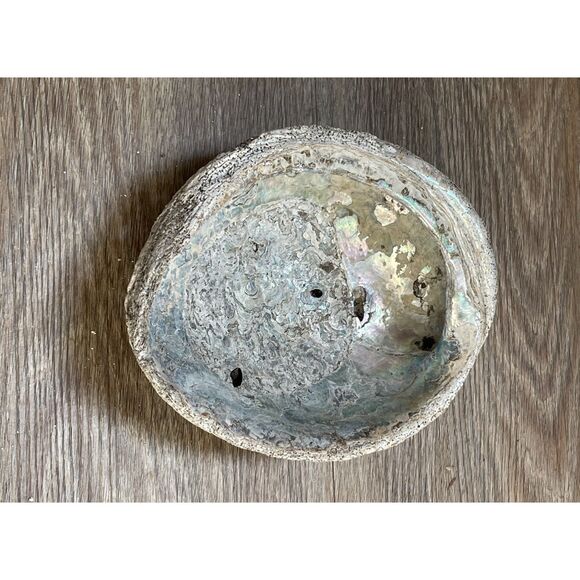 Vintage Beautiful Natural Abalone Shell Collectible Art Shell - Picture 3 of 4